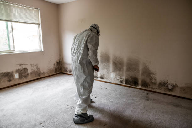 Professional Mold Remediation in Pelion, SC