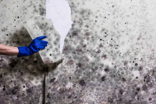 Best Post-Flood Mold Remediation in Pelion, SC