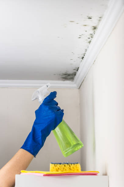 Best Emergency Mold Remediation in Pelion, SC